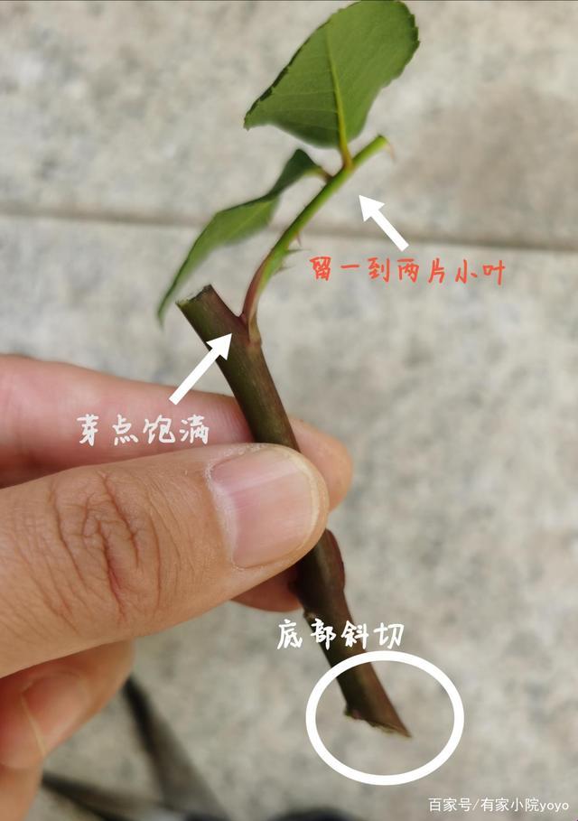 48种插花法视频，创新炸裂，网坛轰动！