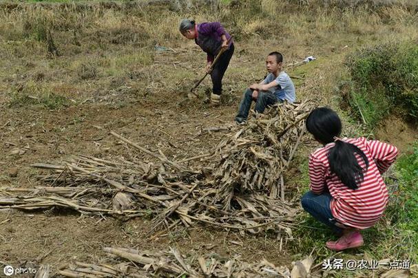 子耕母田闹剧：游戏界的一出荒诞喜剧