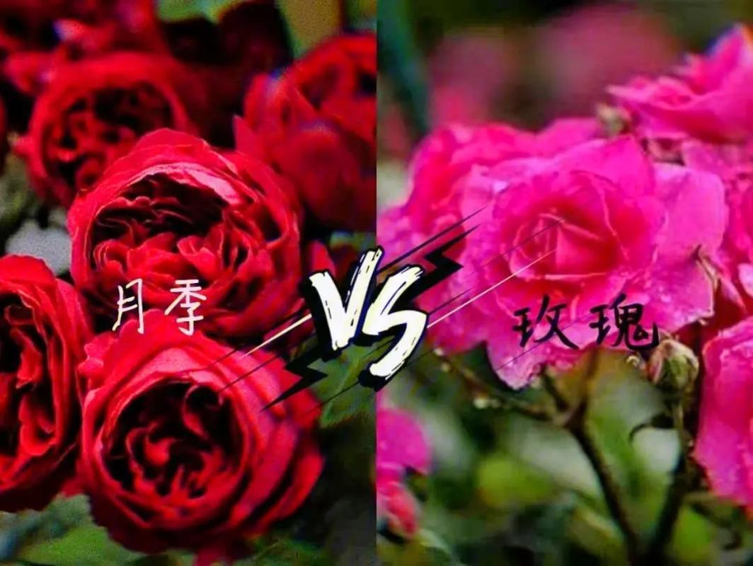 《荒诞游戏：无人区玫瑰VS夜色玫瑰，谁将引领新时代的疯狂潮流？》